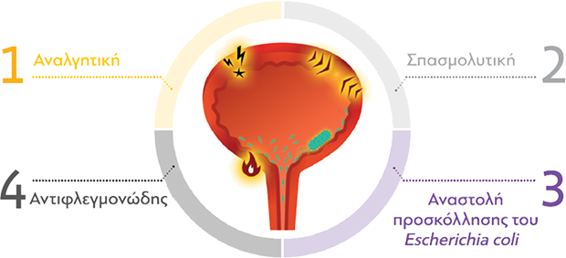 Το Canephron® Uno έχει αναλγητική, αντιφλεγμονώδη και σπασμολυτική δράση